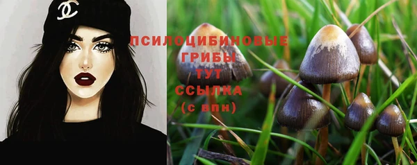 прущие грибы Зерноград